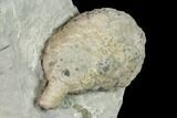 Cystoid (Holocystites) Fossil - Indiana #136970-1